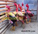 越南鬼子斗鸡出售图片价格图片