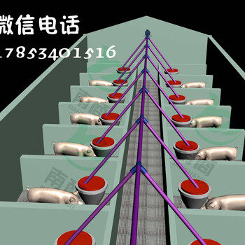 养猪料线养猪料线厂家养猪自动化料线饲喂效果好佰牧兴专利产品