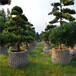 13-28公分精品造型罗汉松景观树庭院树