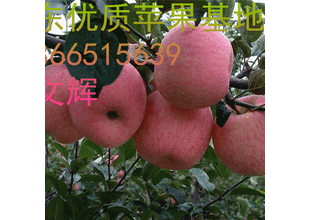 山東濰坊紅星蘋果圖片