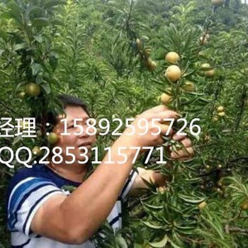 蜂糖李苗，梁平蜂糖李苗，梁平蜂糖李苗很好