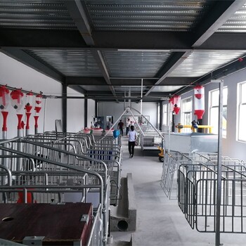 养猪场自动料线厂家上门安装母猪产床、保育床、限位栏自动料线