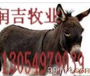 青海黄牛犊多少钱一头