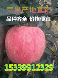红富士苹果批发价图片0
