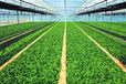 农业生产自动化，自动播种，灌溉