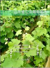 供应户太8号葡萄苗价格图片