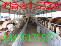 合肥小牛犊多少钱一斤图片3