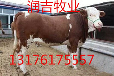 合肥小牛犊多少钱一斤图片2