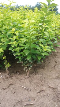 金叶女贞种植基地，石家庄金叶女贞，藁城金叶女贞