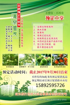 蜂糖李子苗，潼南蜂糖李，潼南蜂糖李子苗市场价值