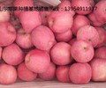 红富士苹果产地山东水果产地