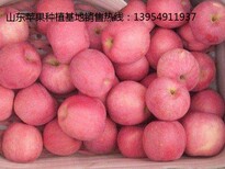 批发山东红富士苹果水果供应基地图片0