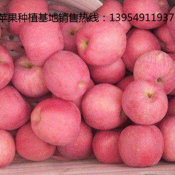 批发山东红富士苹果水果供应基地