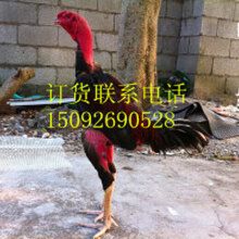 1505738959097492200-2.jpg@1e_1c_220w_220h_90Q.jpg