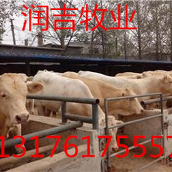 南昌黄牛犊多少钱一斤