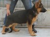 海南最专业的德牧幼犬宠物店出售德国牧羊犬