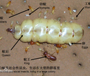 发现有白蚁勿喷杀虫剂-深圳市白蚁防治中心图片