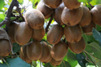 世界獼猴桃大會的品質陜西眉縣獼猴桃果農直銷