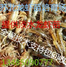 小龙虾苗批发价格图片