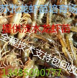 小龙虾苗多少钱一斤图片5