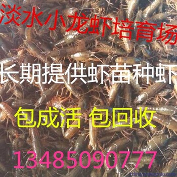 山东能养殖小龙虾吗