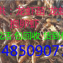 龙虾养殖一亩投资成本图片