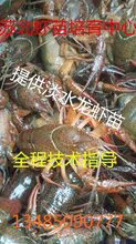 抱卵虾多少钱一斤图片