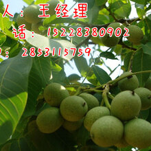 良种核桃苗良种核桃苗销售基地良种核桃苗培育厂家图片