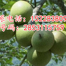 四川薄壳核桃苗,四川薄壳核桃苗批图片