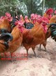 重庆忠县散养土鸡孵化，散养土鸡采购，黑羽绿壳蛋鸡苗黑瑶鸡苗基地，血毛小苗图片