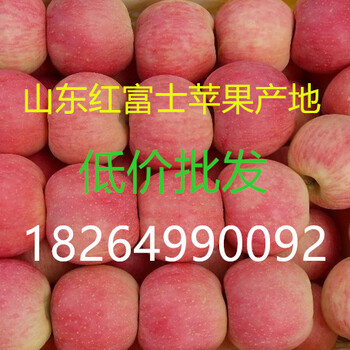 山东临沂红富士苹果产地批发价格