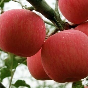 山东红富士苹果产地70-85苹果价格