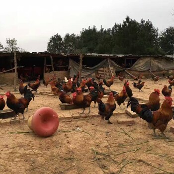 辽宁土鸡苗肉鸡苗价格