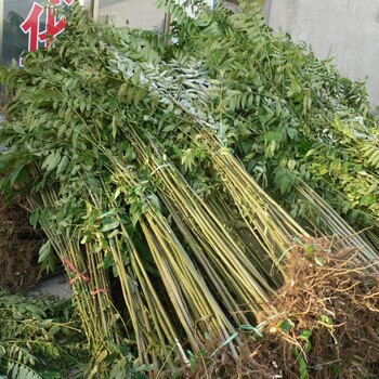 花椒苗養(yǎng)殖技術(shù)花椒苗0.30.50.7型號(hào)