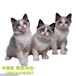 广州哪里有卖布偶猫布偶猫一只多少钱纯种布偶猫价格多少