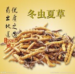 郑州回收冬虫夏草收购冬虫夏草礼品图片3