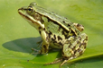 黄山养青蛙，致富好项目-安徽黄山青蛙养殖