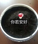 厂家发酵鸡粪鸡粪块牛粪羊粪生物有机肥图片3