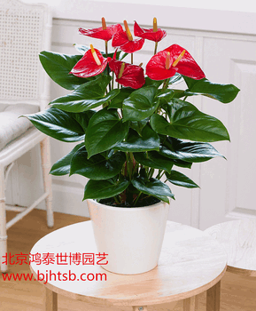北京花卉销售公司