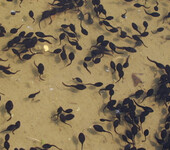 安徽黑斑蛙养殖技术滁州黑斑蛙养殖技术