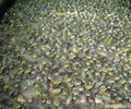 安徽青蛙技术养殖基地成蛙包回收