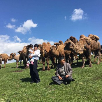 新疆骆驼奶现面向全国招商依巴特