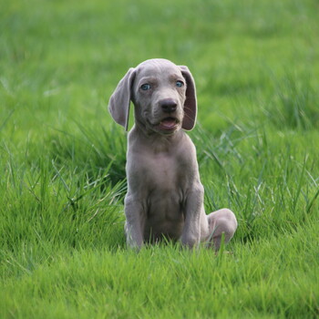 德国威玛猎犬出售公母都有犬舍繁殖魏玛犬