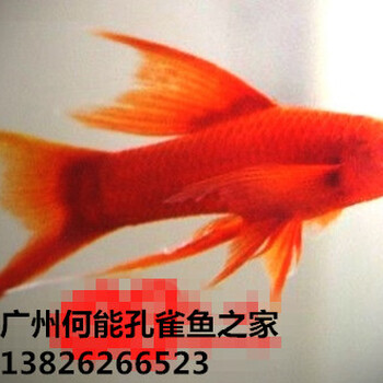觀賞魚紅劍雙劍