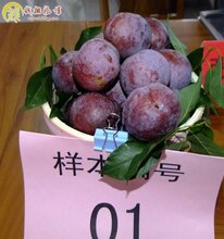 信宜钱排银妃三华李苗图片