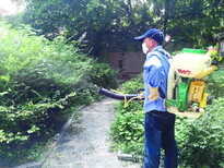 广州天河防治高尔夫草坪红火蚁白蚁，灭蚊子灭治老鼠服务图片2