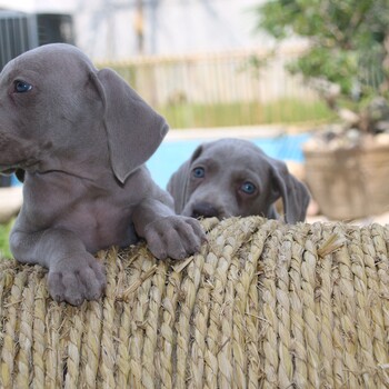 乌鲁木齐有卖德国威玛猎犬的吗魏玛犬多少钱一只