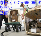 上海虹桥机场宠物航空托运宠物空运航空物流流程