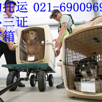 上海宠物托运空运运输价格动物托运