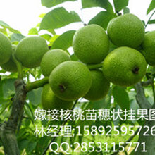 川早核桃苗,长沙早实川早核桃苗,长沙早实川早核桃苗图片
